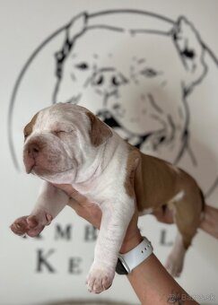 American Bully XL - 12