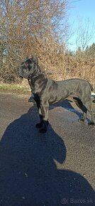 Dynasty Warriors Cane Corso - 12