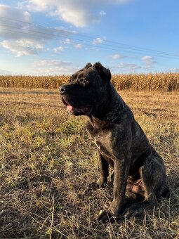 Vynimocne steniatka americky bandog s rodokmenom k rezerváci - 12