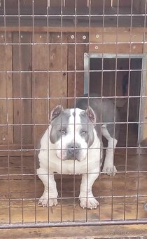 American bully - 12