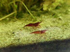 Krevety - neocaridina davidi - 12