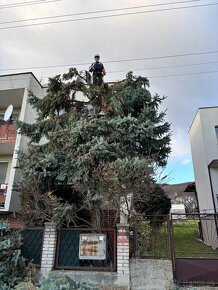 Arboristika, Spilovanie, Pilčík, Orezávanie stromov - 12