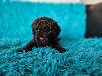 LAGOTTO ROMAGNOLO-brown, with super ped. FCI - 12