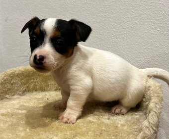 Jack russel terier - 12