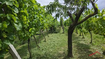 Viničný domček na predaj vo Vrábľoch, pozemok 625 m2 - 12