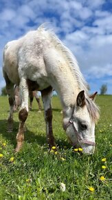 Ročná Appaloosa kobylka - 12