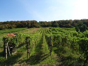 2 - izbová chata s vinicou, Borša - 12