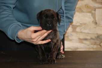 Šteniatka Cane Corso - 12