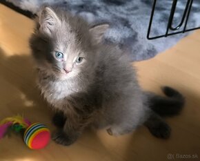 Maine coon macicka - 12