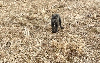 Šteniatka Cane Corso - 12