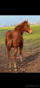 Qh Buckskin kobyla - 12