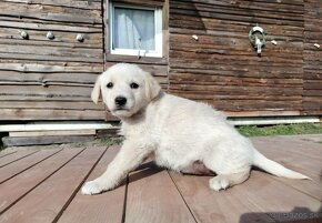 Darujem rozkošné šteniatka - mix špic / labrador - 12