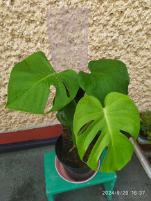 Monstera deliciosa5 - 12