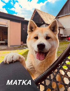 Akita inu - 12