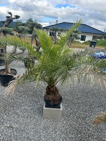 Palma WASHINGTONIA ROBUSTA,TRACHYCARPUS FORTUNEI - 12