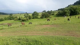 Ustajnenie,výcvik,preprava,ošetrenie koni-dornovou metódo - 12