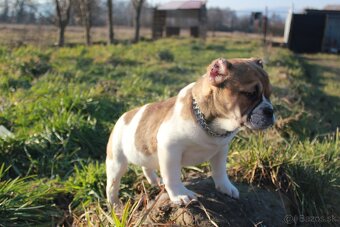 Exotic bully - 12