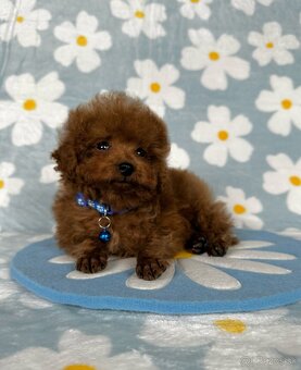 Toy pudel - toy pudlík - red toy poodle - 12