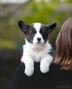 Welsh corgi cardigan steniata. - 12