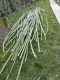Palice - bambusové tyče vhodné na dekoráciu vytvorenie záste - 12