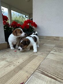 Jack russel terier - 12