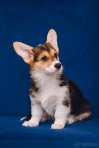 Welsh Corgi Pembroke - 12