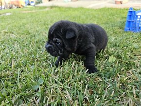 Shar-pei šteniatká - 12