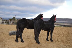 Kobyly na predaj - Percheron - 12