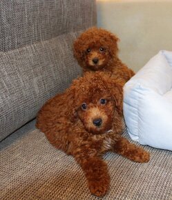 Toy pudla, Red Toy Poodle, Red Toy Pudel - 12