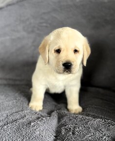 Krásne čistokrvné šteňa labradorského retrievera s rodokmeňo - 12