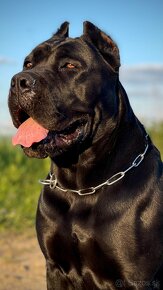 Cane Corso FCI Errant of North - 12