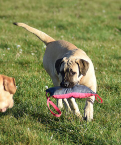 boerboel Ballotada - 2 krásné feny -6měsíců - 12