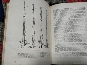 Štepenie a zakoreňovanie ovocných stromov--1954-–Štefan Chle - 12