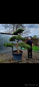 Záhradné bonsaje NIWAKI Pinus nigra - 12