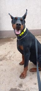 Doberman s FCI P.P. - 12