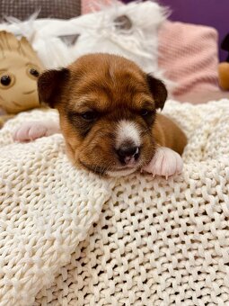 Basenji Puppy - 12