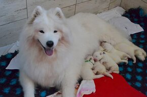 Samojed s PP FCI- LA TORRE ROJA - 12