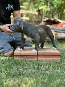 American Bully Pocket - 12