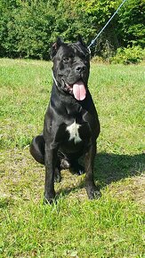 Cane Corso s PP - 12