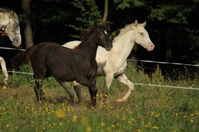 Black Appaloosa colt - 12