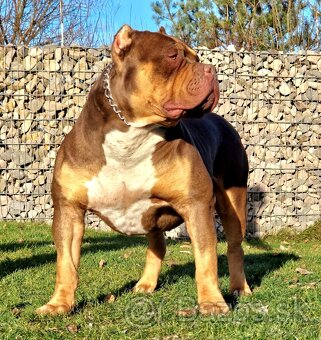 American bully xl - 12