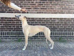 Vipet/whippet steniatka s rodokmenom - 12