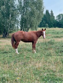 Predám kobylku quarter horse QH - 12