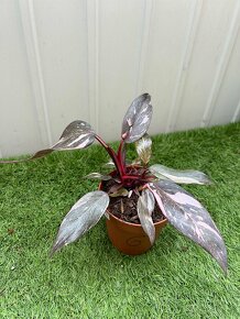 Philodendron pink Princess - 12