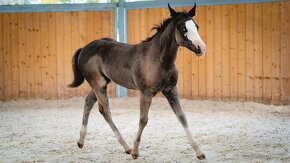 Roční American Quarter Horse black klisna, vnučka Gunnera - 12