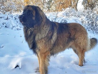 Leonberger s PP - 12