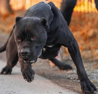 Bandog - 12