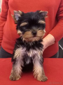 YORKSHIRE TERRIER  s PP - sučky - 12