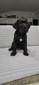 Cane corso s PP - 12