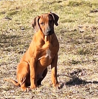 Rhodesian Ridgeback - 12